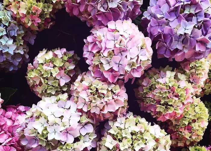 Mediterranee Le Lavandou