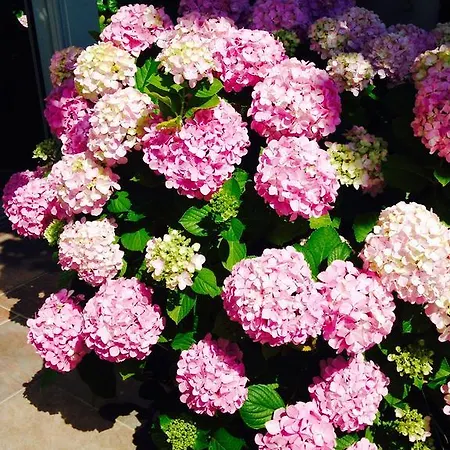 Mediterranee 3* Ле-Лаванду